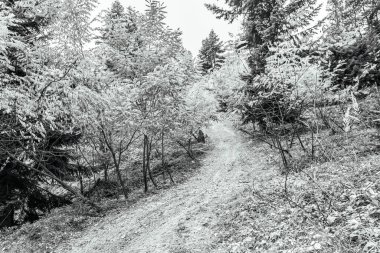 Karpat Dağlarının güzel manzarası