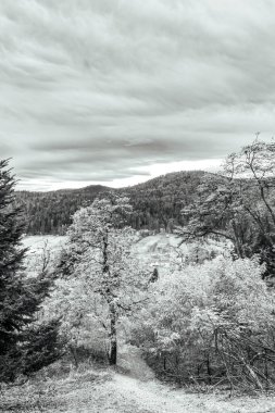 Ormanın güzel manzarası