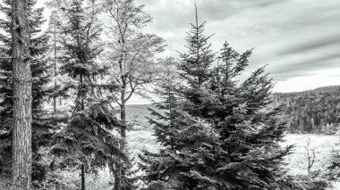 Ormanın siyah ve beyaz manzarası