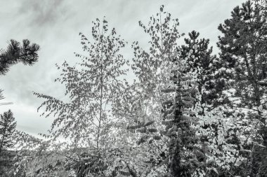 Karpat dağlarının yamaçlarındaki güzel kış ormanı, Ukrayna, Avrupa