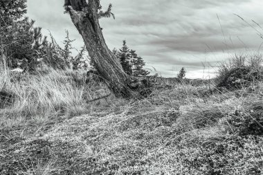Ağaçlar ve ormanlarla dolu güzel bir manzara.