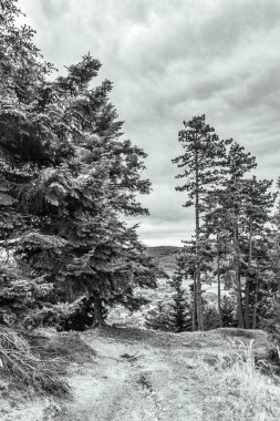 Dağdaki bir ağacın dikey görüntüsü.