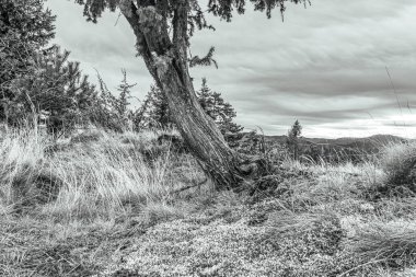 Ormandaki bir ağacın gri tonlu görüntüsü.