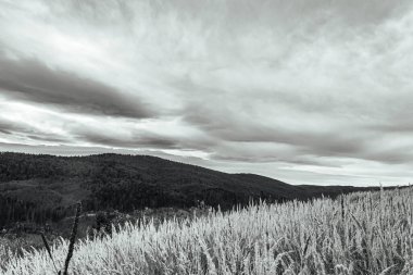 Karanlık ve beyaz bulutlu gökyüzünün altında ağaçlarla çevrili bir ormanın güzel bir görüntüsü.