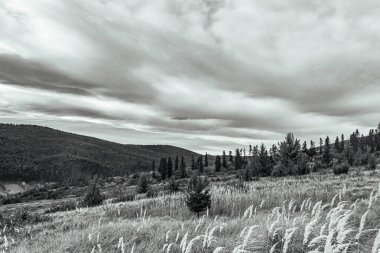 Karpat ormanlarındaki dağların siyah beyaz görüntüsü.