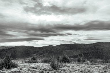 Landscapes, Forest, Carpathians, Photos of nature -Black and white photos, monochrome photos - Europe, Eastern Europe