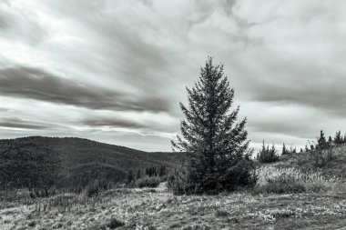 Sonbaharda bulutlu bir gökyüzünün altındaki ormandaki güzel manzaranın dikey bir resmi.