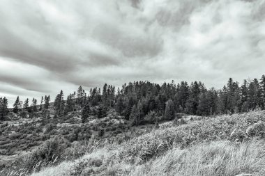 Ormandaki ağaçların siyah ve beyaz görüntüsü