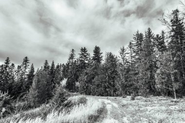 Ormanda bir ağacı olan güzel bir manzara.