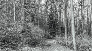 Ormandaki yolun siyah beyaz fotoğrafı.