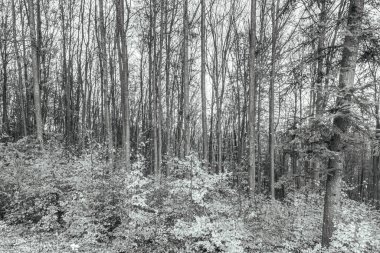 Sabah güzel bir orman