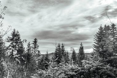 Dağlardaki ağaçların siyah beyaz fotoğrafı