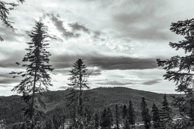 black and white image from above with trees in the mountains in the carpathian forest.