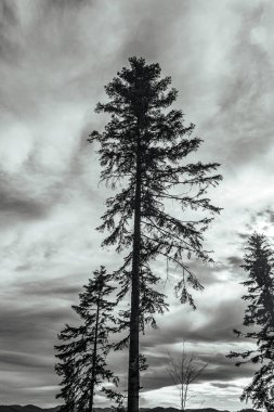 Dağlarda bir ağacı olan güzel bir manzara.