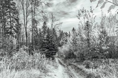 Orman ve ağaçların arasında yol.