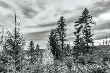 Dağlardaki ormandaki ağaçlar