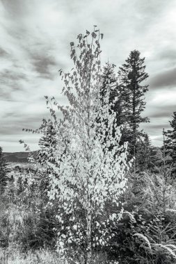 Sonbaharda güzel beyaz ormanın dikey görüntüsü.
