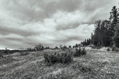 Slovakya 'da dağları ve ağaçları olan siyah ve beyaz manzaralar