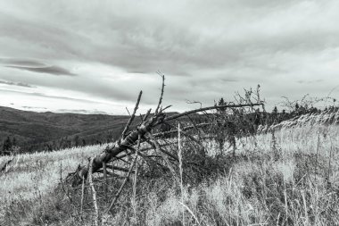 Karpat Dağları 'ndaki dağın siyah beyaz fotoğrafı, Ukrayna