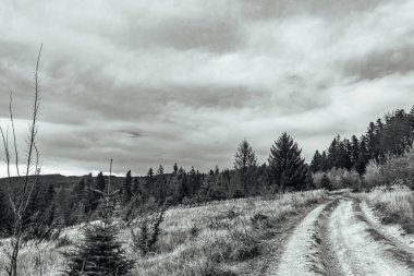 Ormanda bir ağacı olan güzel bir manzara.