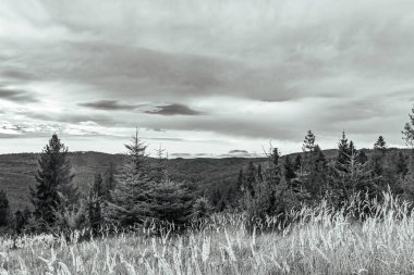 Arkasında ağaçlar olan siyah beyaz bir manzara.