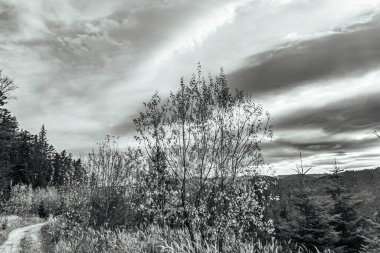 Ormanın içinden geçen yol.