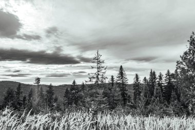 Arkasında orman olan dağların güzel bir görüntüsü.