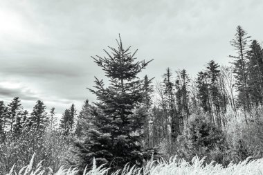 Çam ormanlı siyah beyaz resim