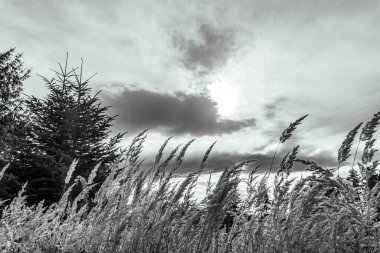 Ağaçlı ve ağaçlı güzel bir manzara.