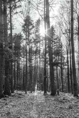 Ağaçları ve gölgeleri olan siyah beyaz bir orman.
