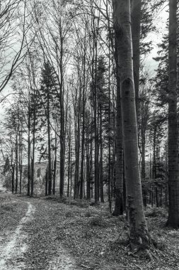 bir ağacın siyah beyaz fotoğrafı