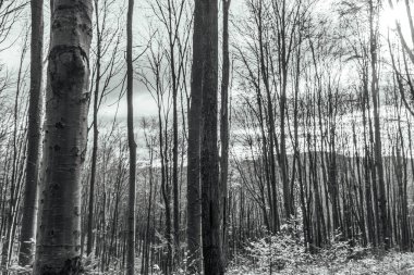 Ormandaki bir ağacın siyah beyaz resmi