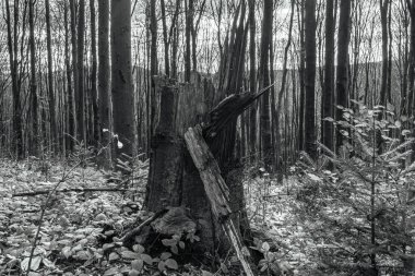 Ormanın güzel manzarası