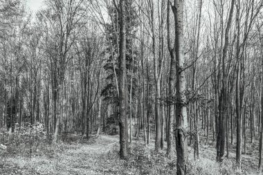 Orman ağaçları ile sonbaharda