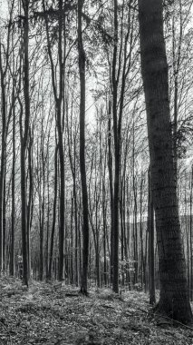 Sonbaharda siyah ve beyaz orman
