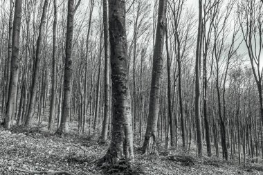 Ağaçlı siyah beyaz orman