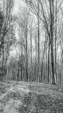 a vertical scale of a tree in the woods with a cloudy background