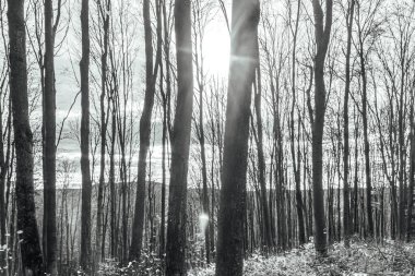 Ormanda yaprakları olan ağaçlar