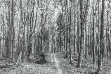 beautiful landscape in the forest in black and white