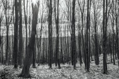 Ormanın güzel manzarası