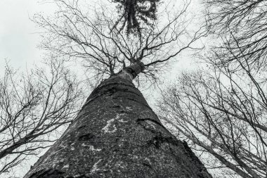 Ormandaki ağaç, Flora
