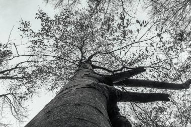 Ölü bir ağacın siyah beyaz fotoğrafı.