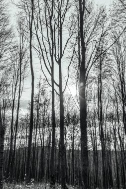 bir ağacın siyah beyaz fotoğrafı