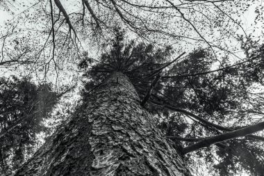 çok karlı bir ağacın siyah beyaz görüntüsü.
