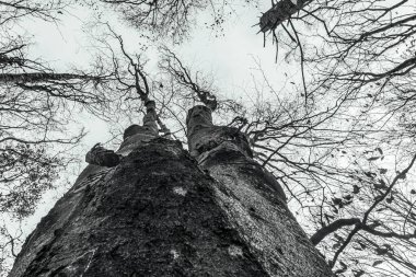 Ormanın güzel manzarası