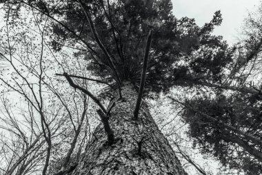 Ağaç dalları, bitki örtüsü.