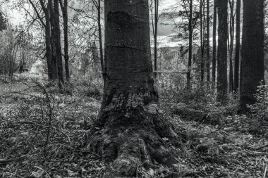 Siyah beyaz eski ağaç gövdesi