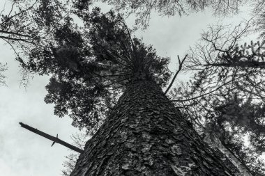 Karanlık gökyüzü ile eski ahşap ağaç