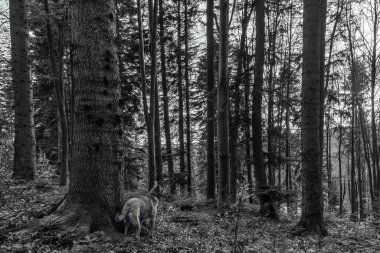 Ormandaki genç bir geyiğin siyah beyaz görüntüsü.