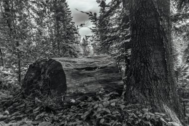 Siyah beyaz arka plan. Ormandaki ağaç kütüğü.